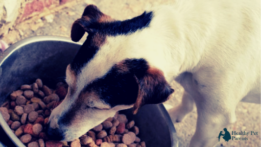 5 Things You Don’t Want in Your Dog’s Food