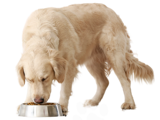3 Benefits of Adding Probiotics to Your Dog's Meal