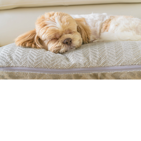 How to Calm My Dog 5 Tips to Relieve Anxiety Healthy Pet Parents